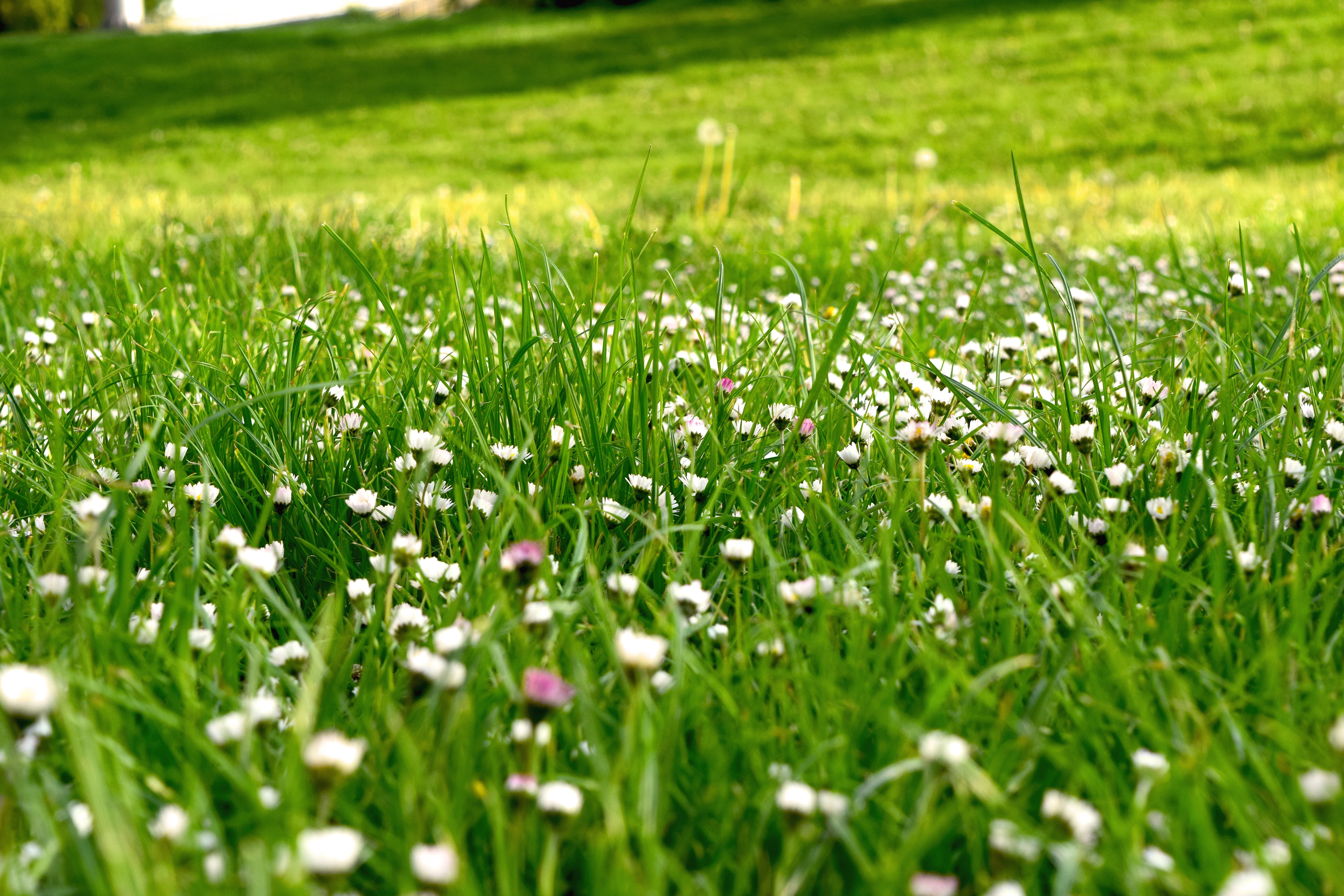 Травка с цветочками. Мавританский газон с маргаритками. Газон с клевером и маргаритками. Газонная трава с цветами. Газон из маргариток.