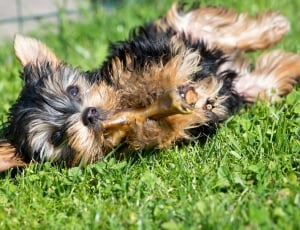 black and brown terrier thumbnail