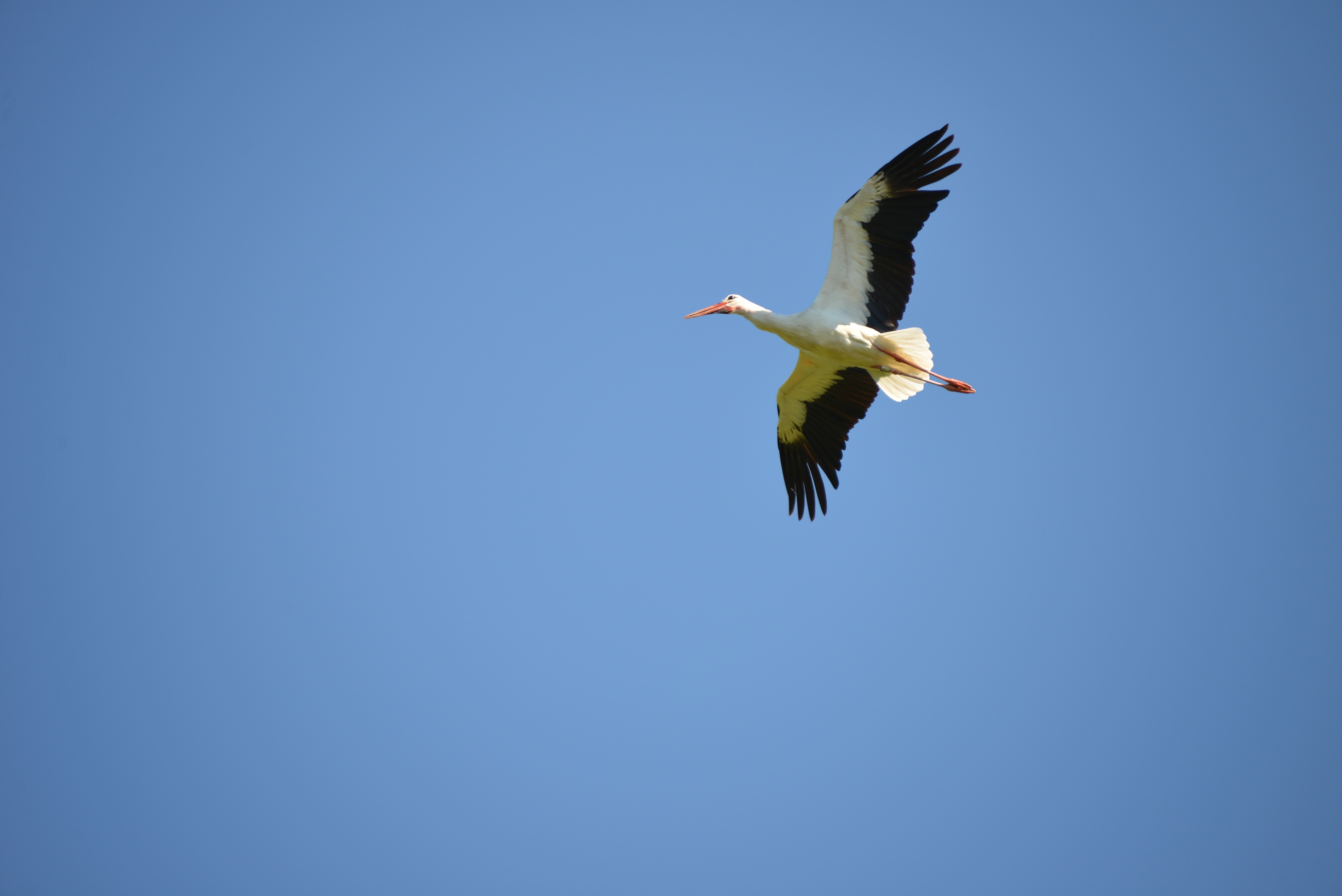 white and black seagull