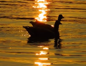 silhouette of duck thumbnail