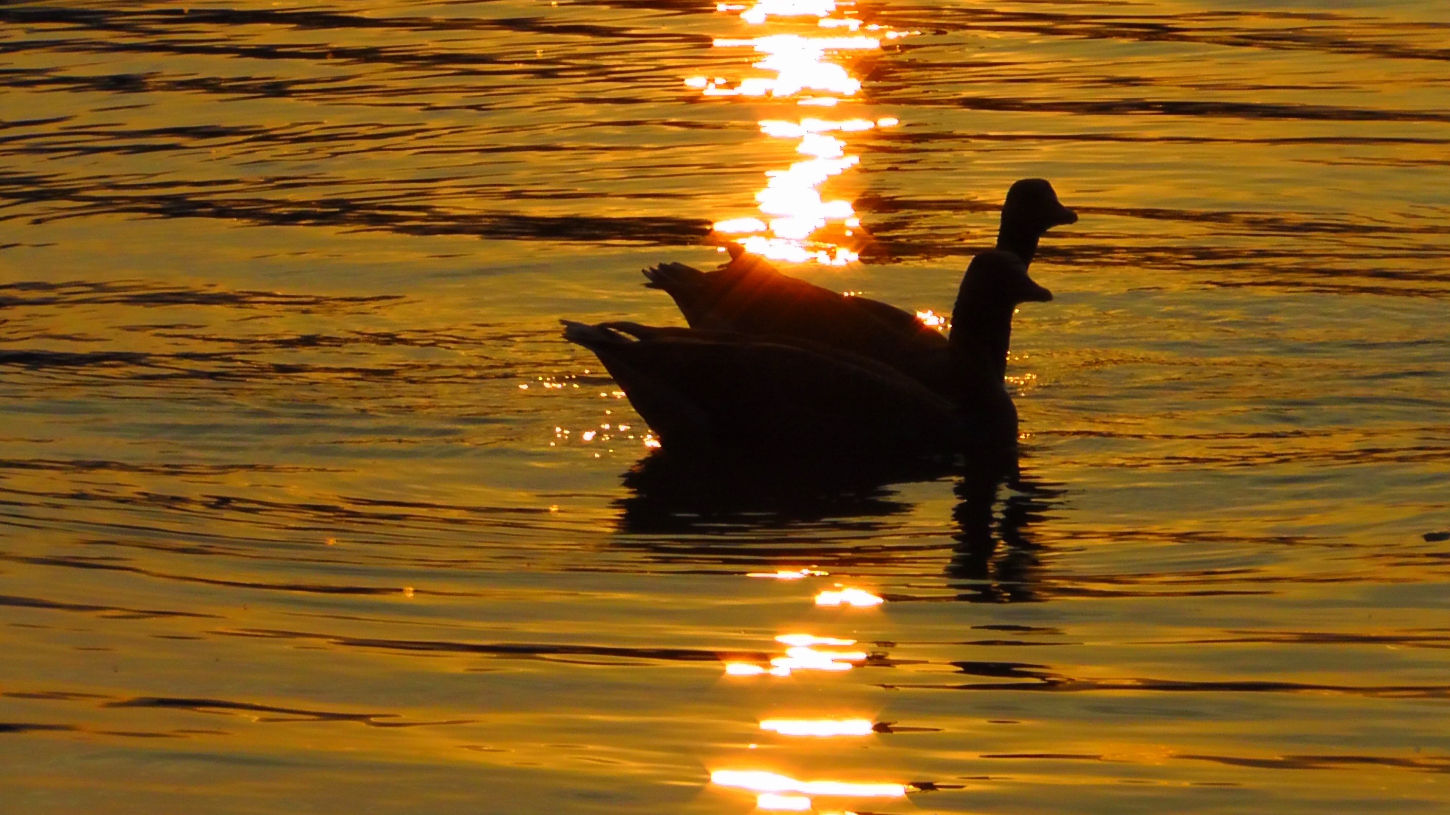 silhouette of duck
