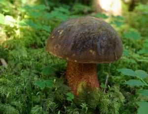 brown mushroom thumbnail