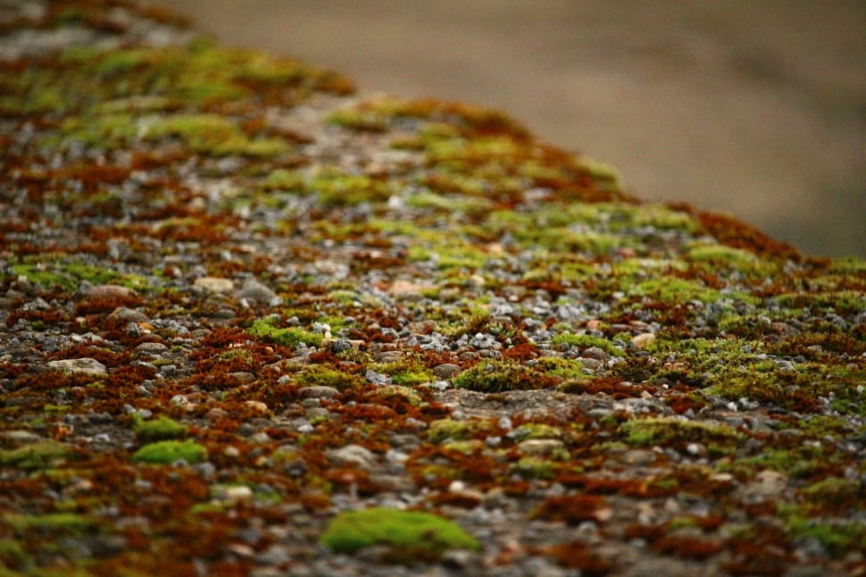 Lichen, Stone, Moss, Stone Wall, selective focus, nature preview