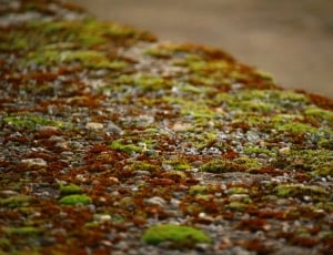 Lichen, Stone, Moss, Stone Wall, selective focus, nature thumbnail