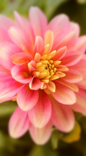 pink and yellow petal flower thumbnail