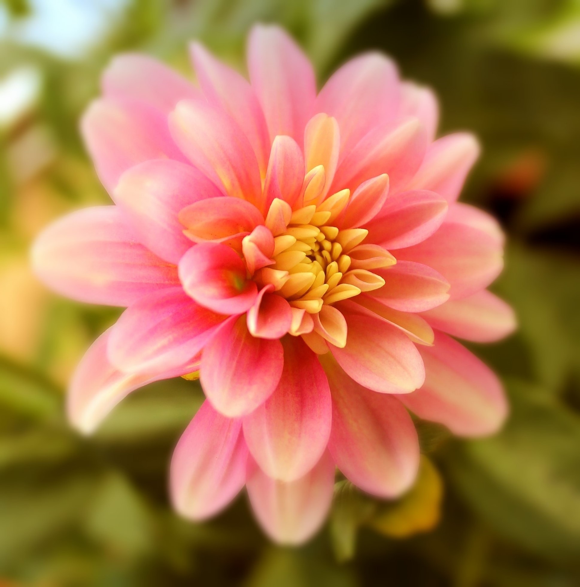 pink and yellow petal flower
