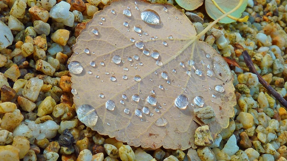 water droplets on brown leaf preview
