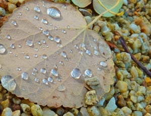 water droplets on brown leaf thumbnail