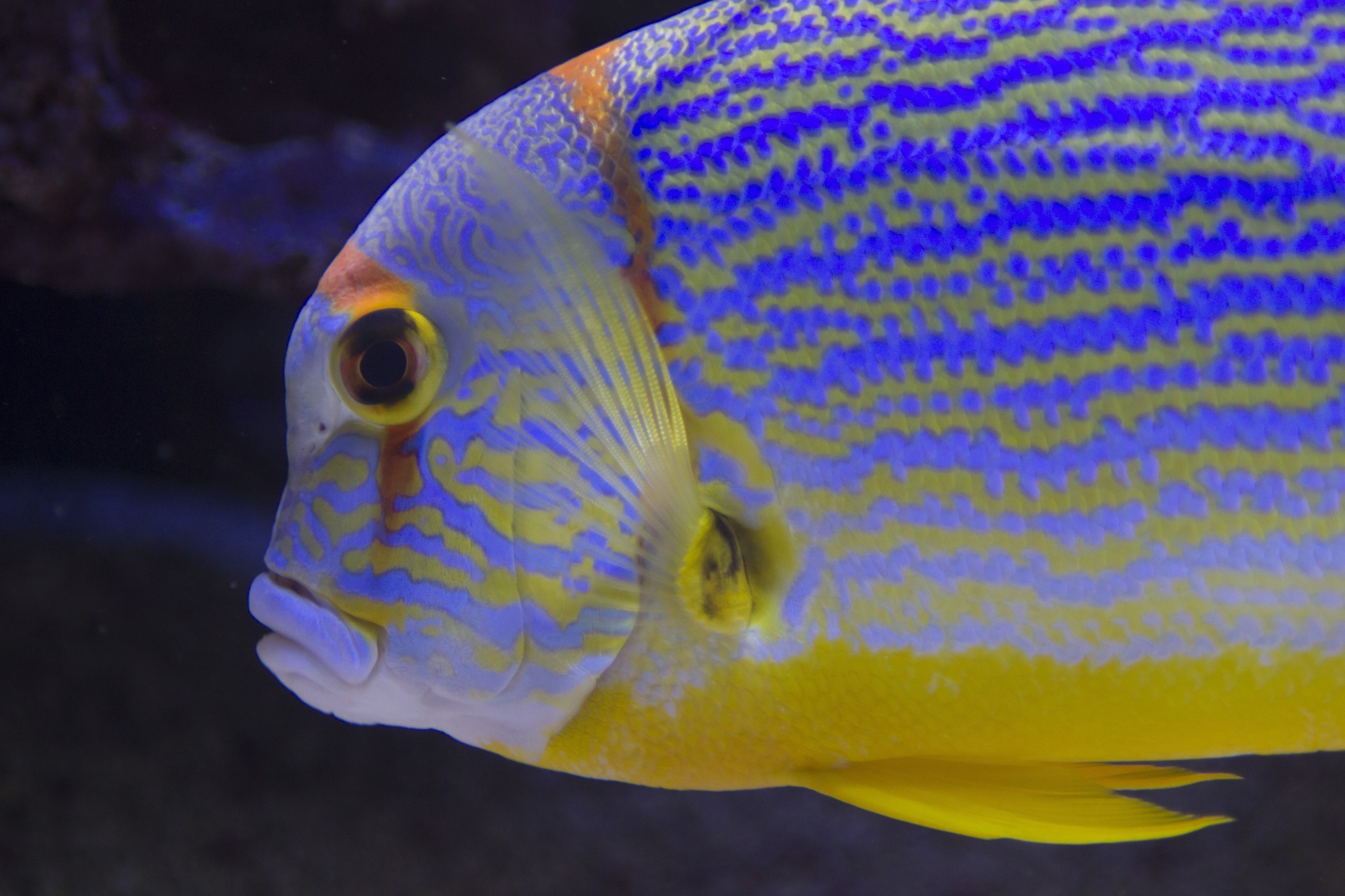 blue yellow and white fish