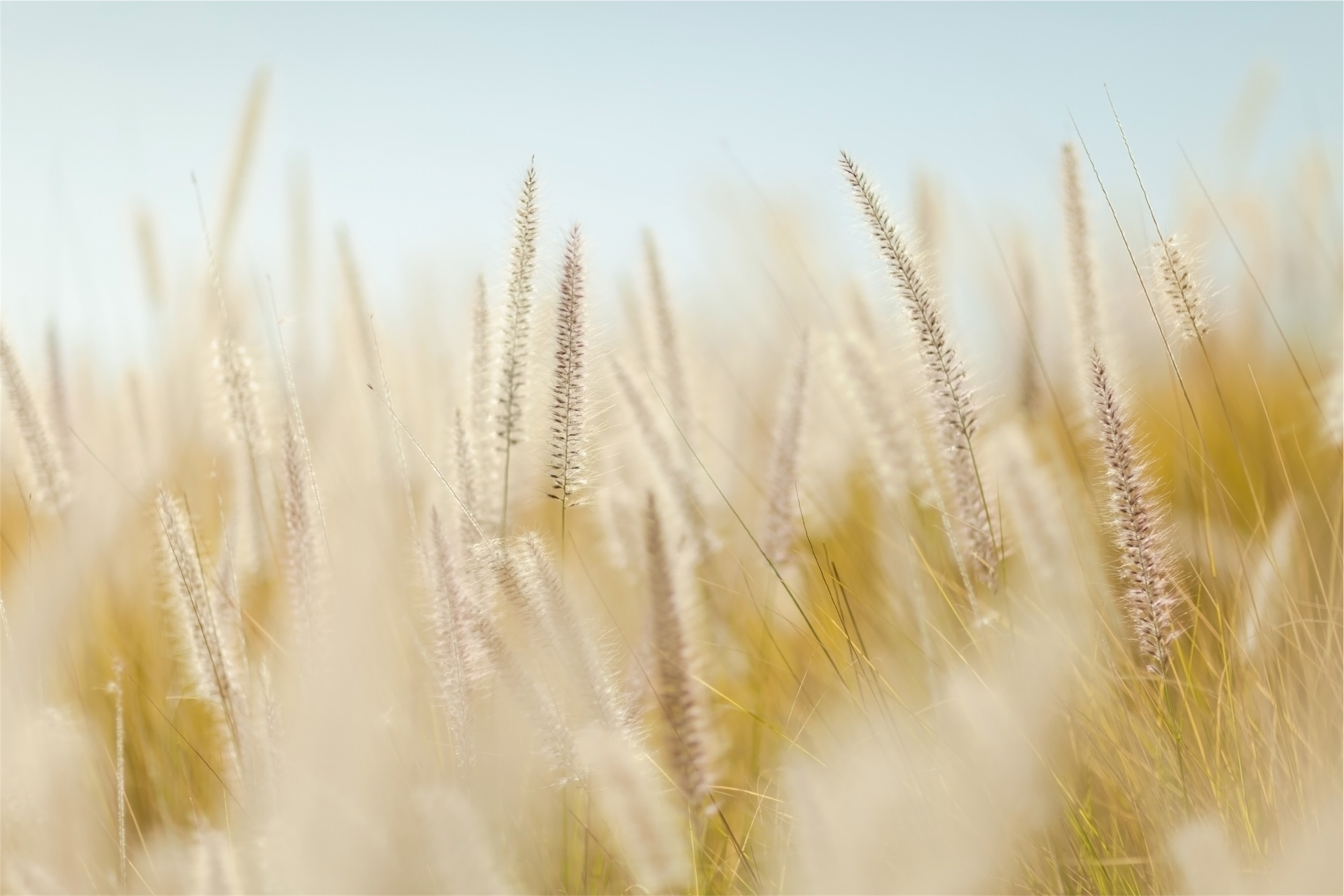 1920x1080 wallpaper | brown wheat | Peakpx