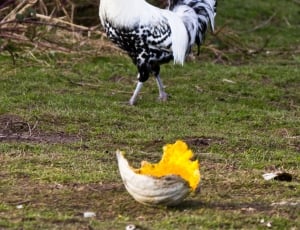 white and black rooster during daytime thumbnail