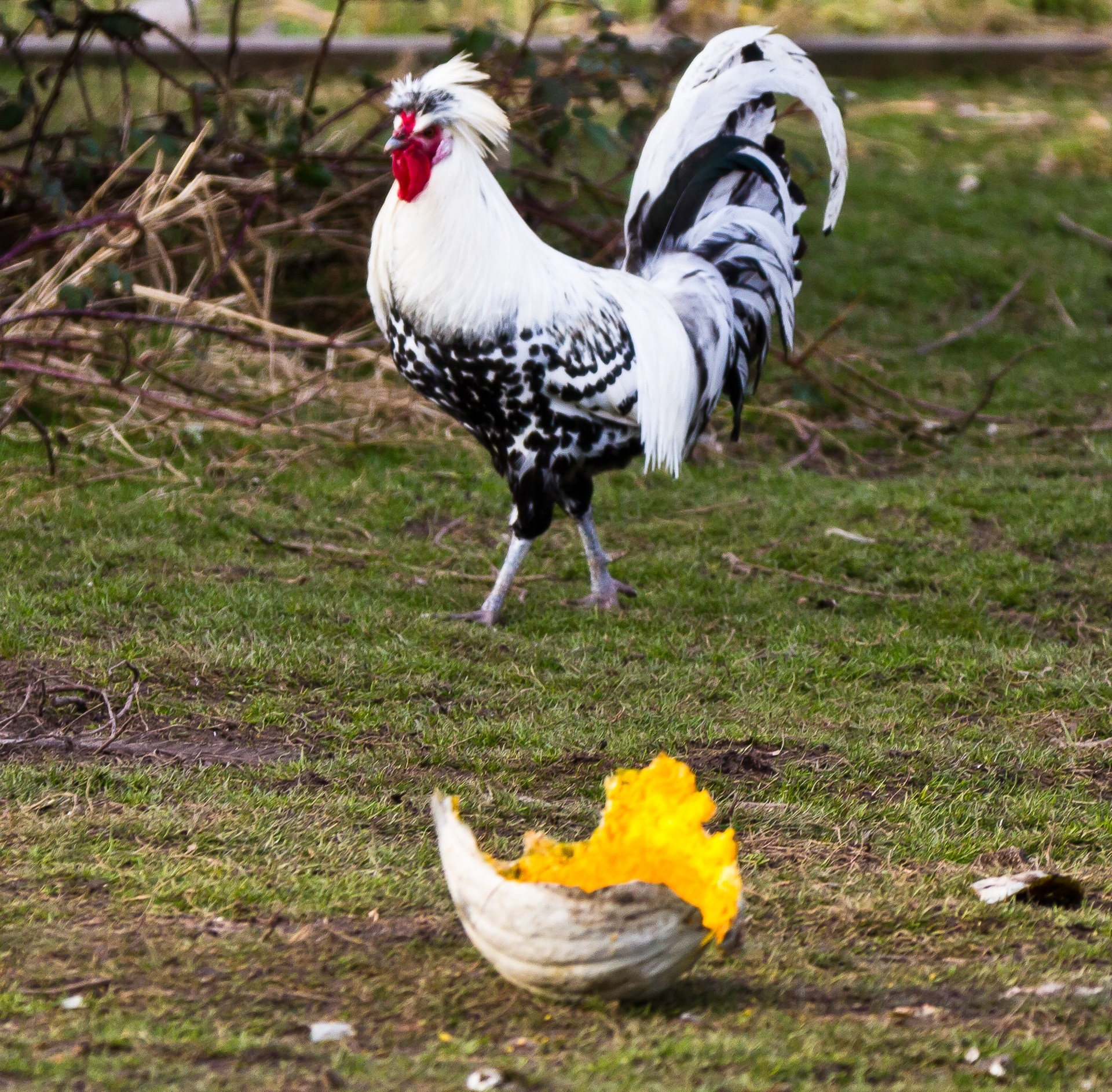 white and black rooster during daytime