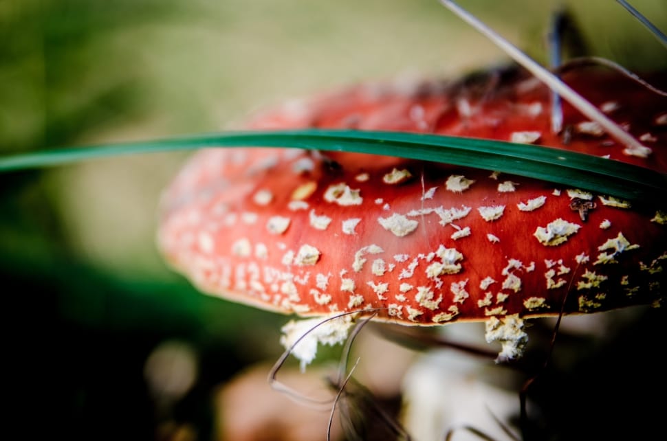 Mushrooms, Mushroom, Fly Agaric Red, red, close-up preview