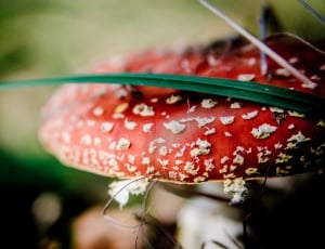 Mushrooms, Mushroom, Fly Agaric Red, red, close-up thumbnail