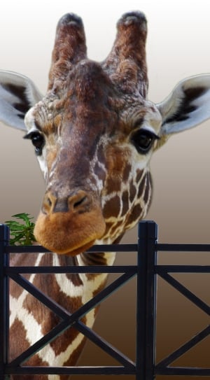 brown and white giraffe thumbnail