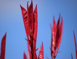 red petaled leaf thumbnail
