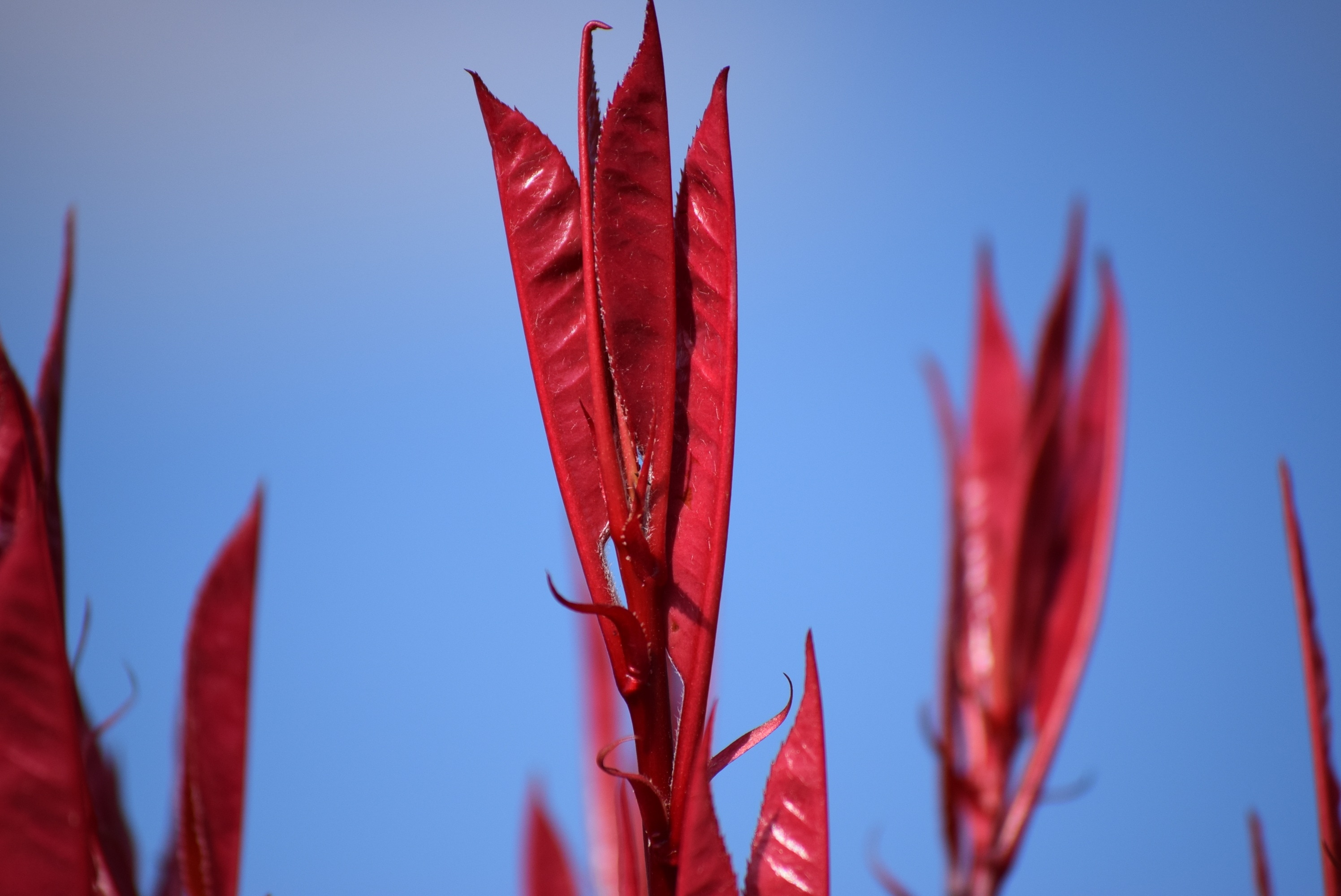 red petaled leaf
