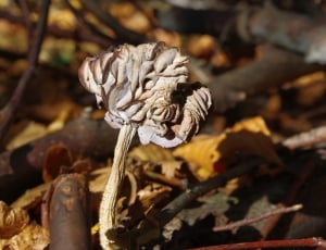 closeup photography of a white mushroom thumbnail