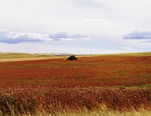 maroon flower field during daytime thumbnail