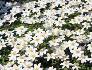 garden of white petaled flowers with yellow stigma thumbnail