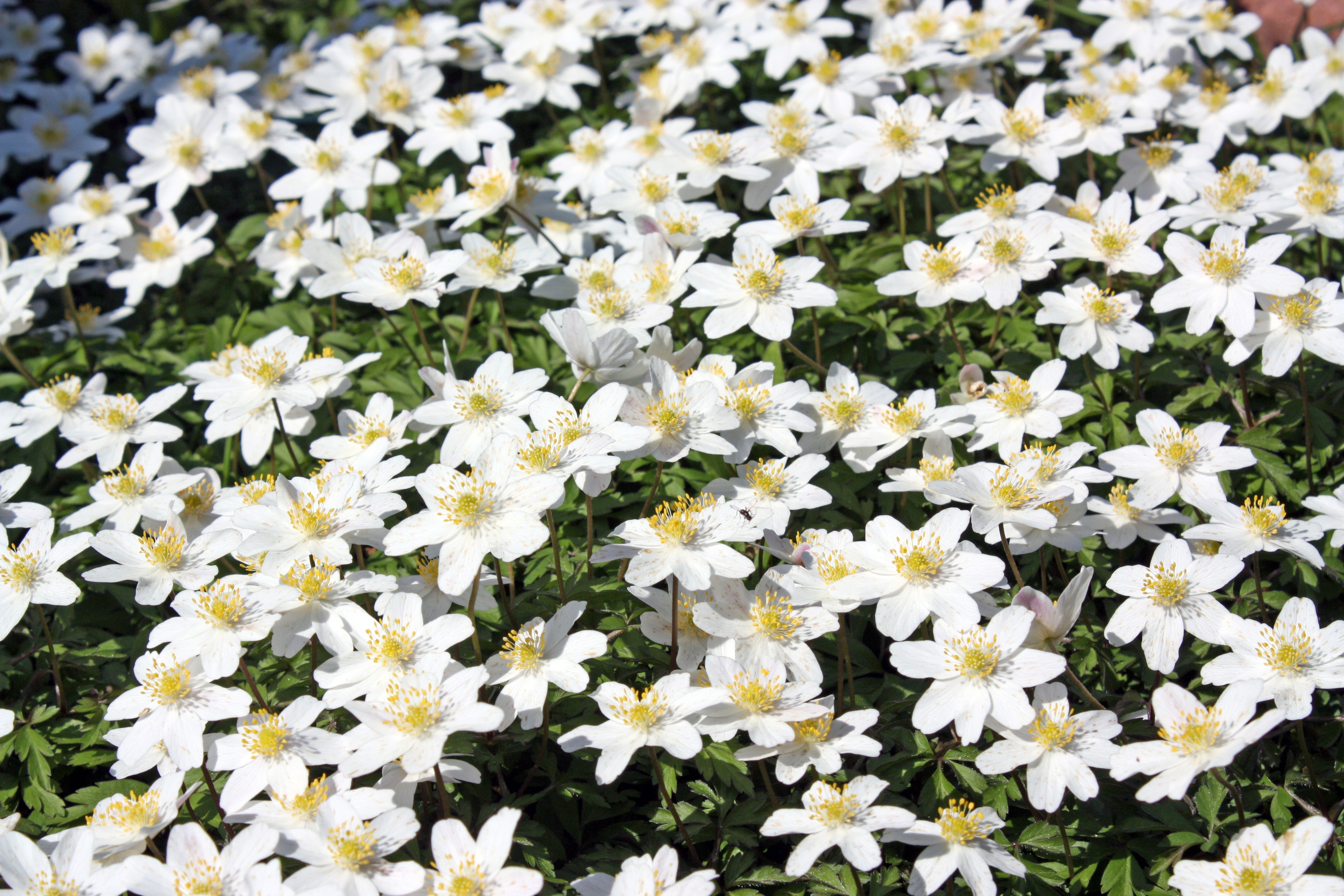 garden of white petaled flowers with yellow stigma