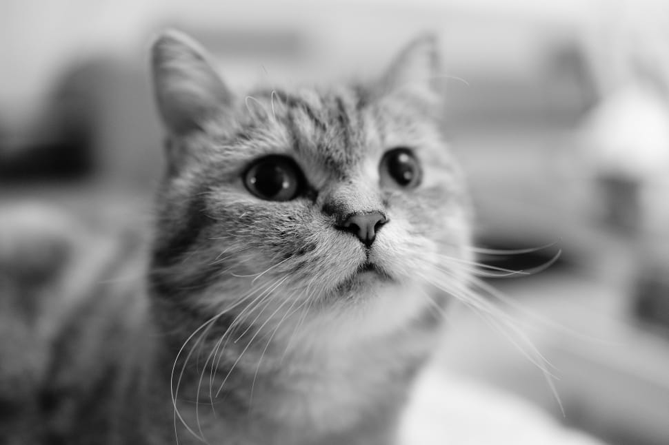 grayscale photography of cat preview