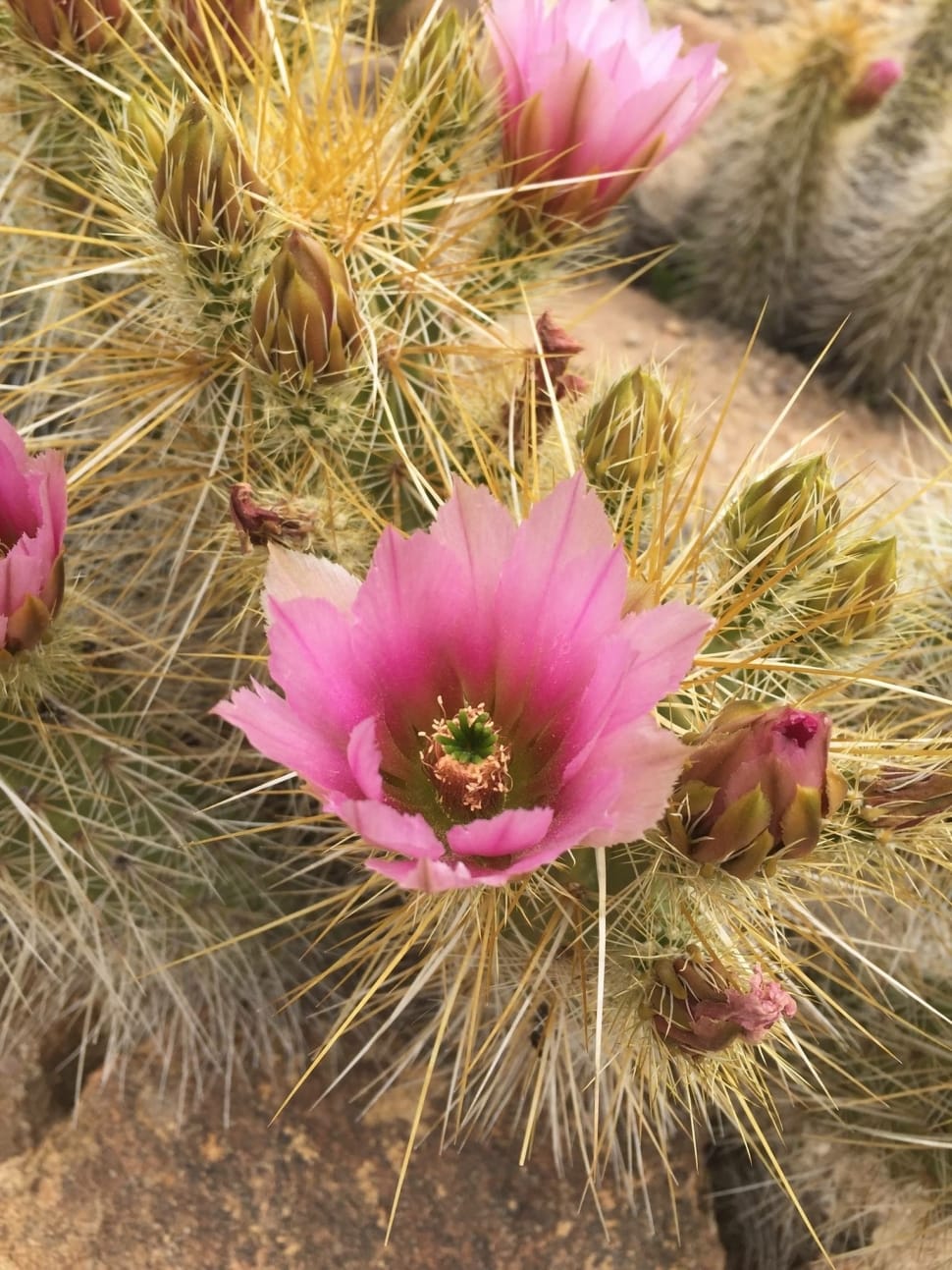 pink cactus flower preview
