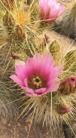 pink cactus flower thumbnail