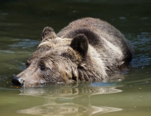 brown grizzle bear swimming thumbnail