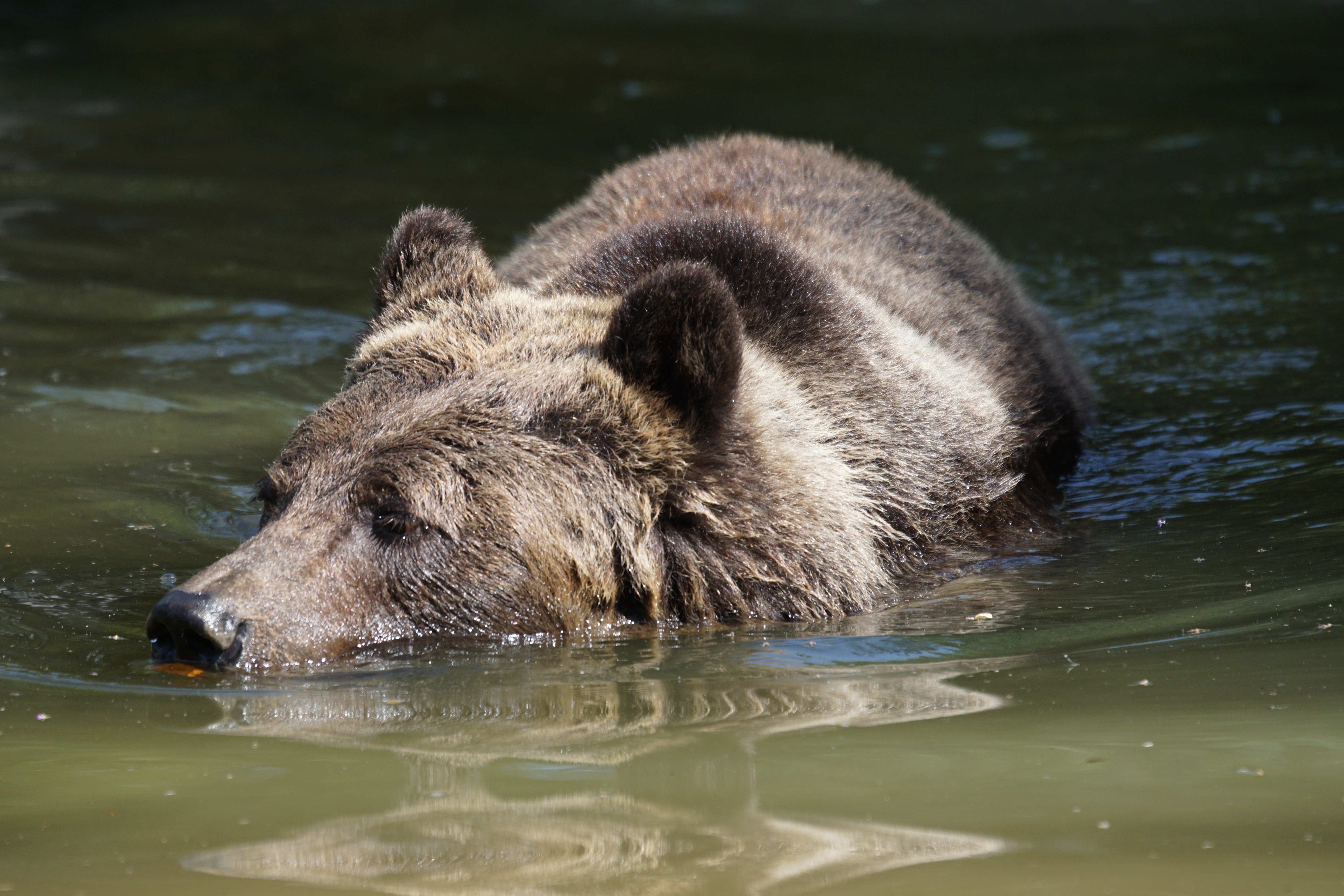 brown grizzle bear swimming