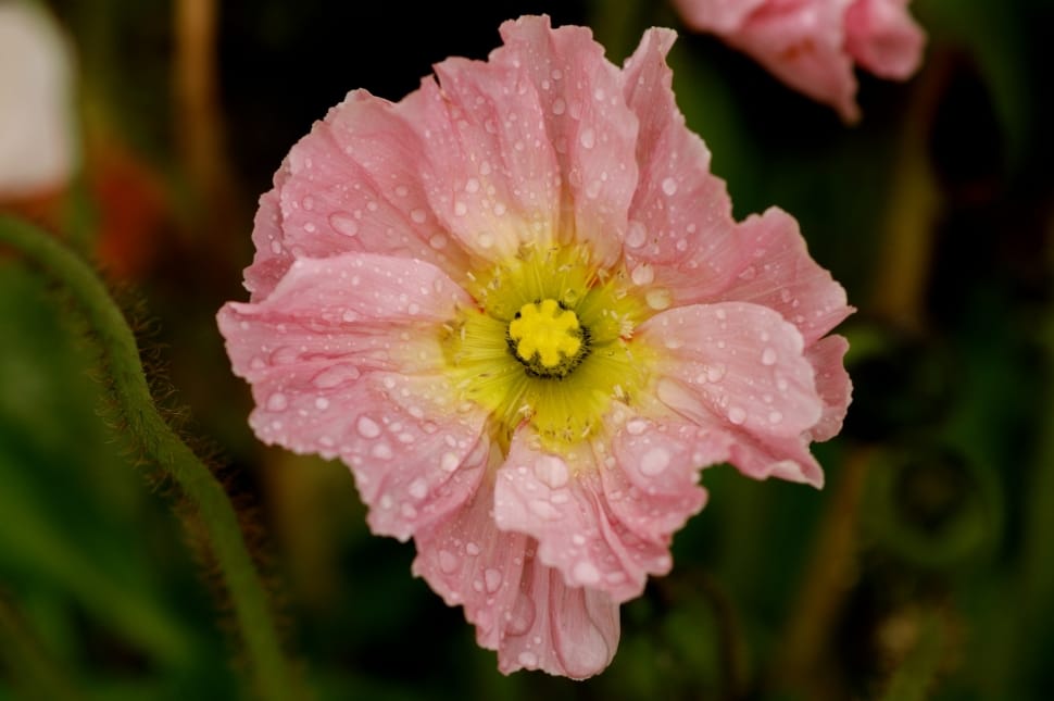 close up photography  of pink and yellow petaled flower preview