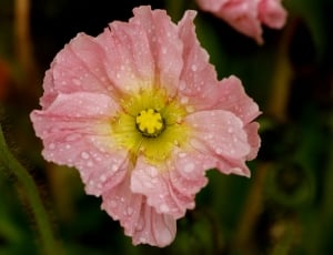 close up photography  of pink and yellow petaled flower thumbnail
