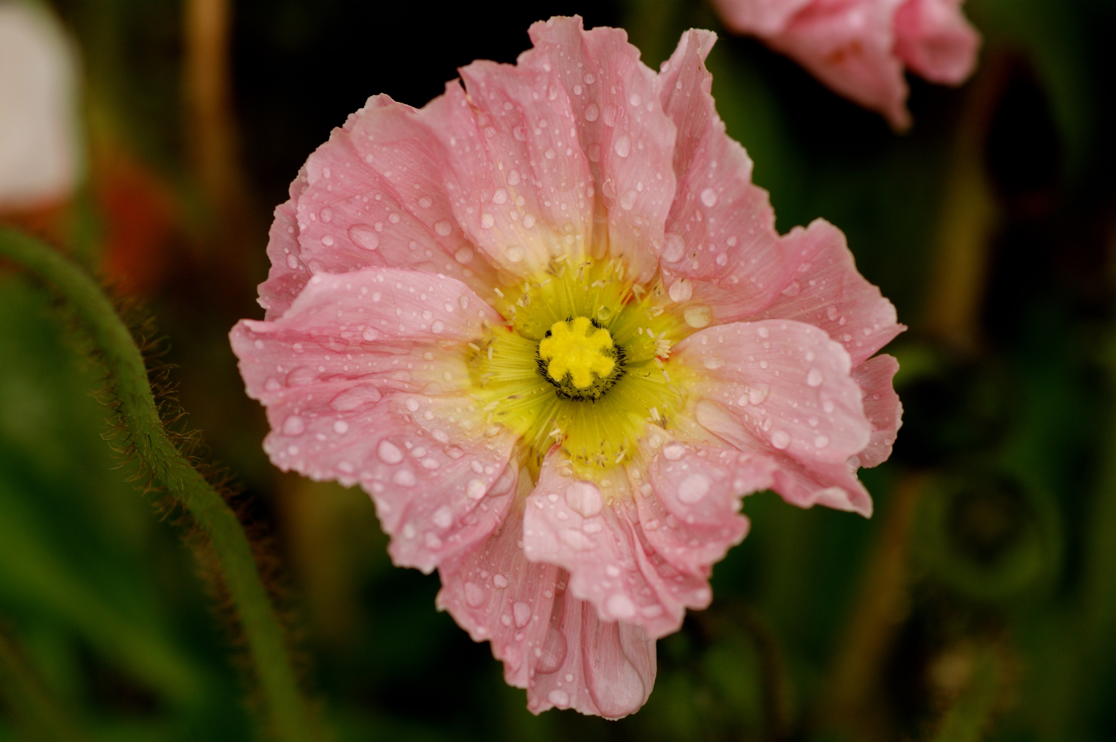 close up photography  of pink and yellow petaled flower