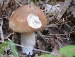 white,and,brown mushroom beside dried leaves thumbnail