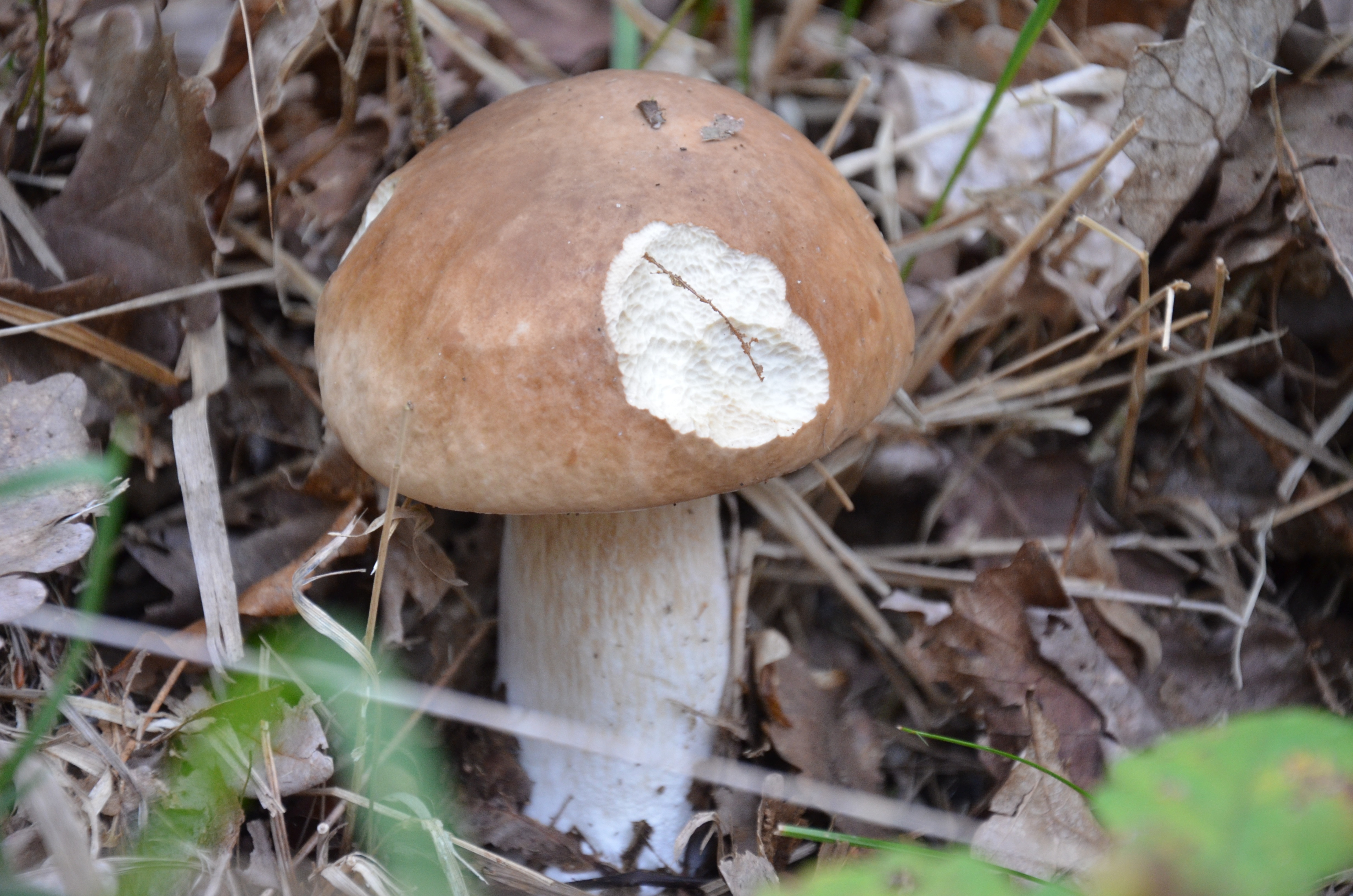 white,and,brown mushroom beside dried leaves