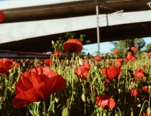 red petaled flowers thumbnail