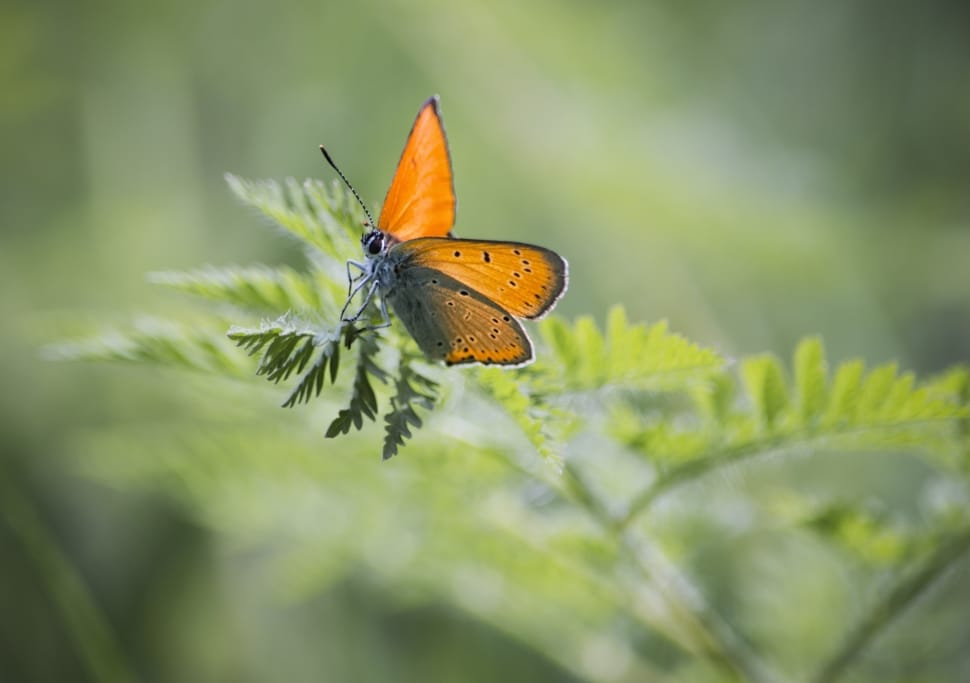 monarch butterfly on green fern preview