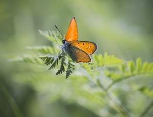 monarch butterfly on green fern thumbnail