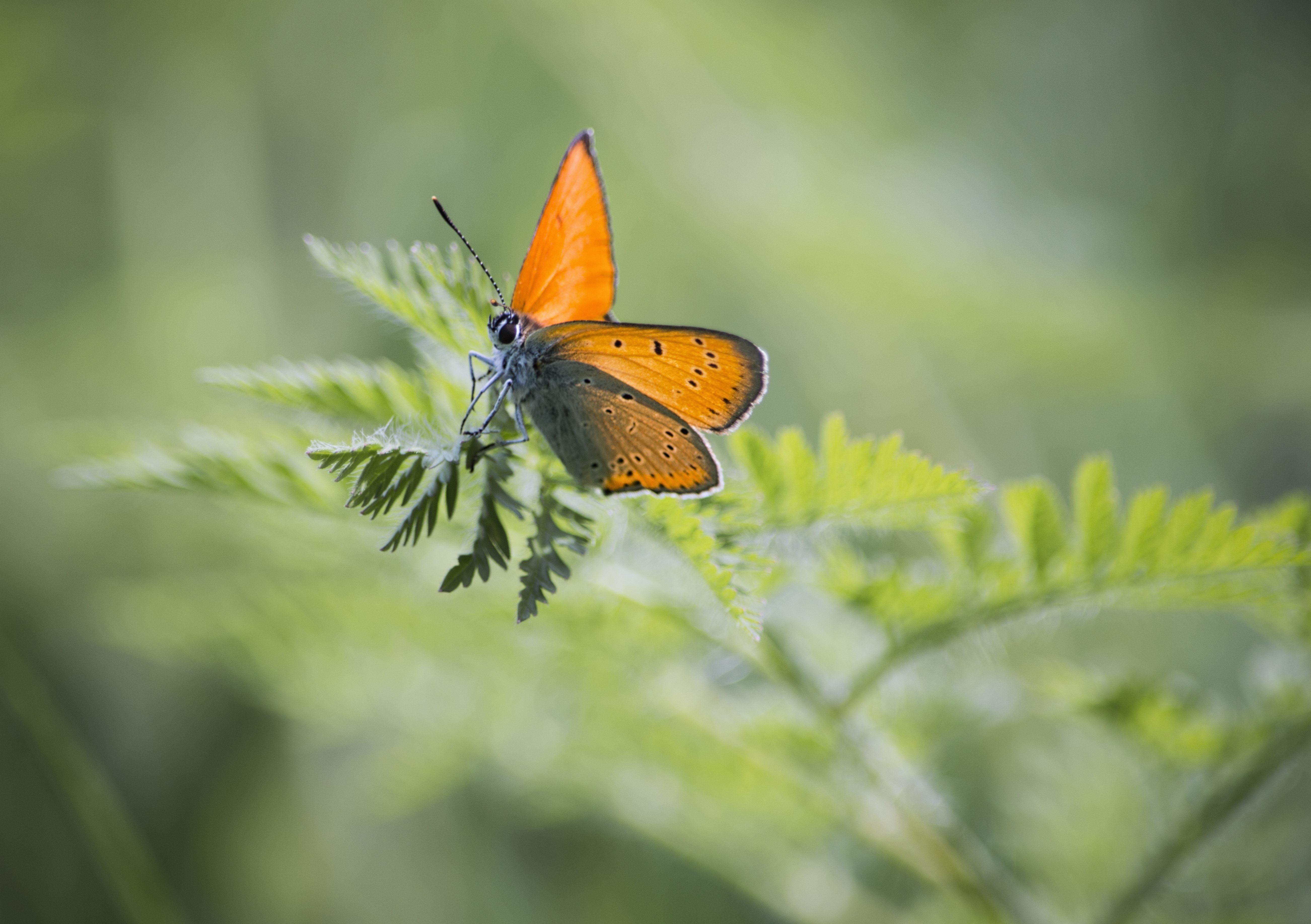 monarch butterfly on green fern