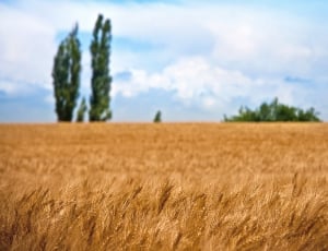 brown wheat field thumbnail