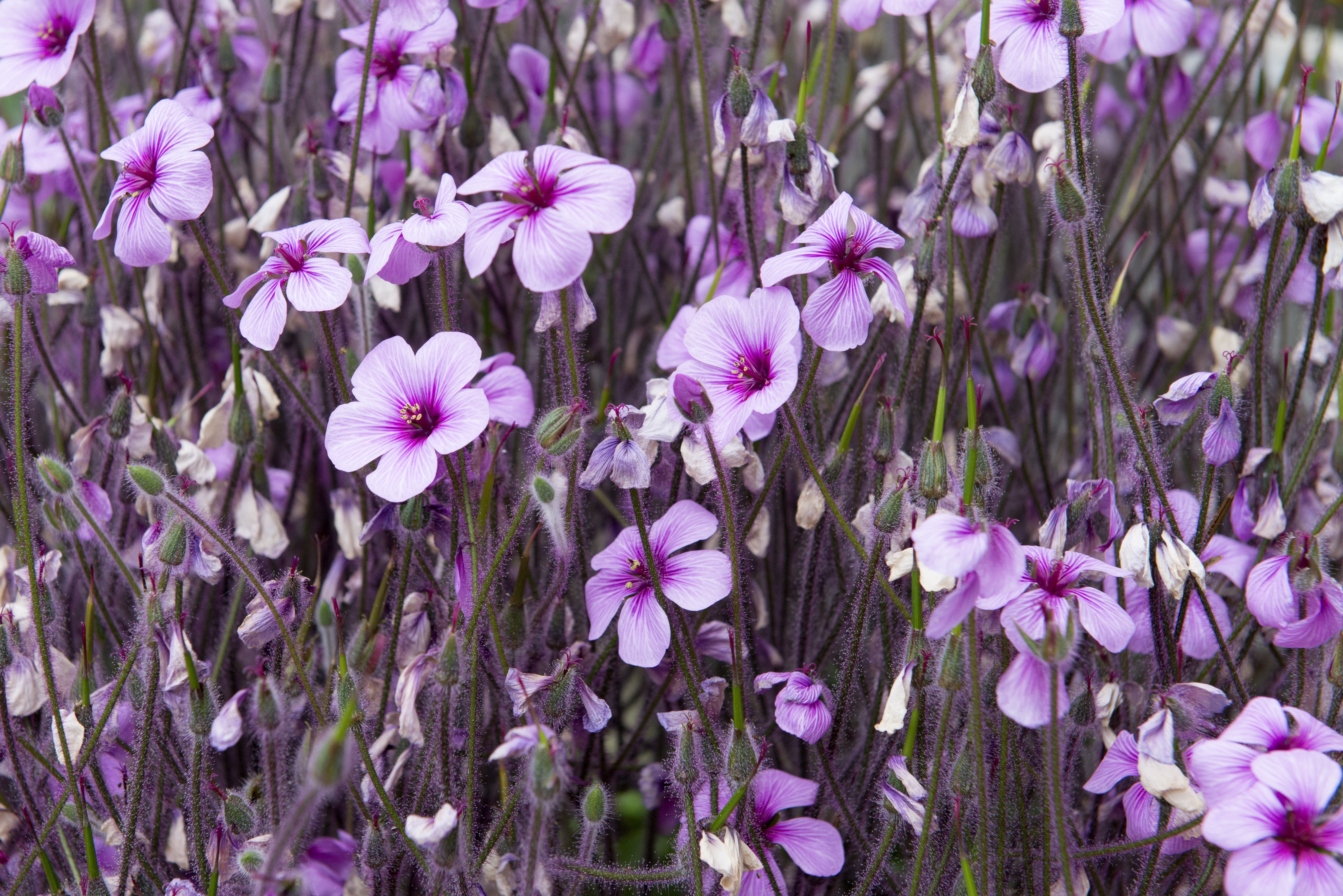 violet lot