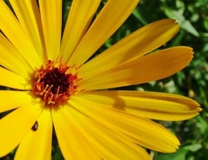 yellow and orange flower thumbnail