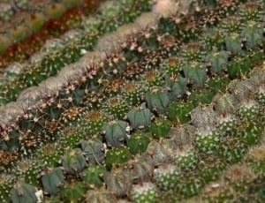 green cacti thumbnail