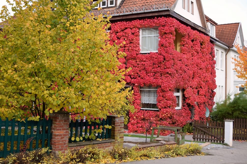 Vine, Red Leaves, Autumn, October, house, building exterior preview
