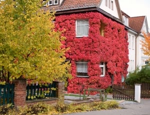 Vine, Red Leaves, Autumn, October, house, building exterior thumbnail