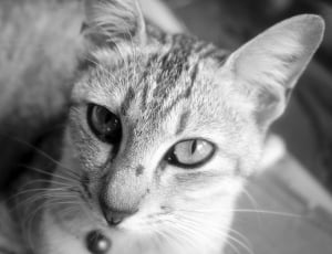 Cat, Animal, Animal Photography, domestic cat, portrait thumbnail