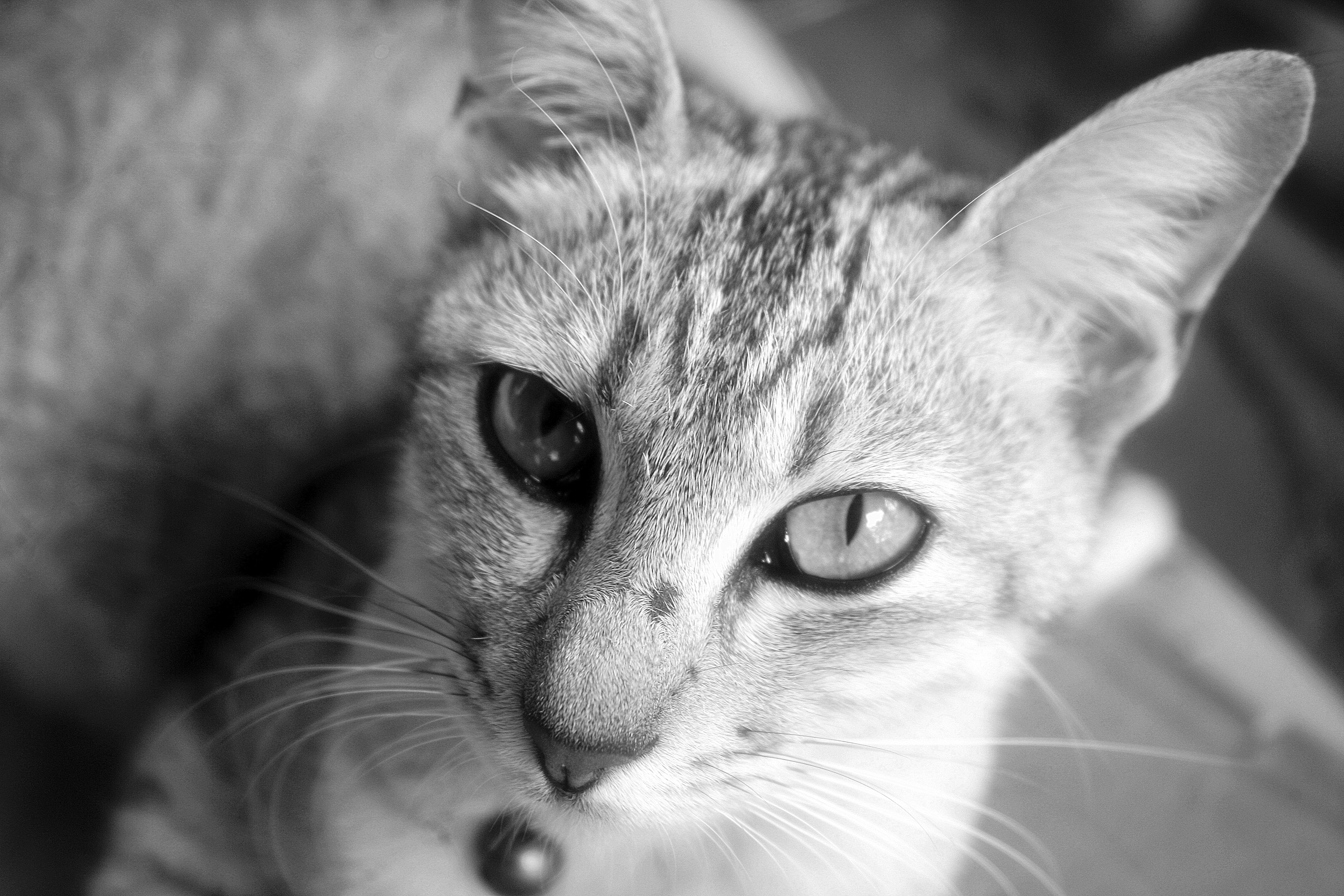 Cat, Animal, Animal Photography, domestic cat, portrait