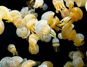 yellow jelly fish thumbnail