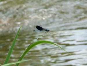 blue gray and black dragonfly thumbnail