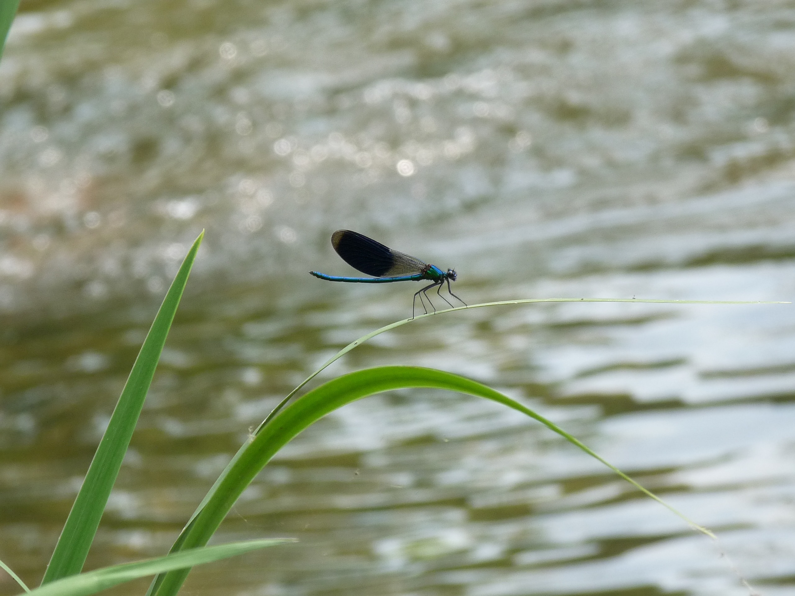 blue gray and black dragonfly